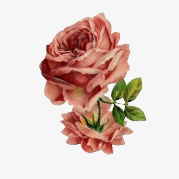 英伦风图标手绘素材 精美花束玫瑰花