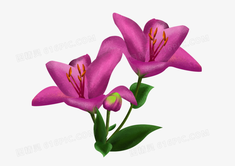 精美的紫色小花