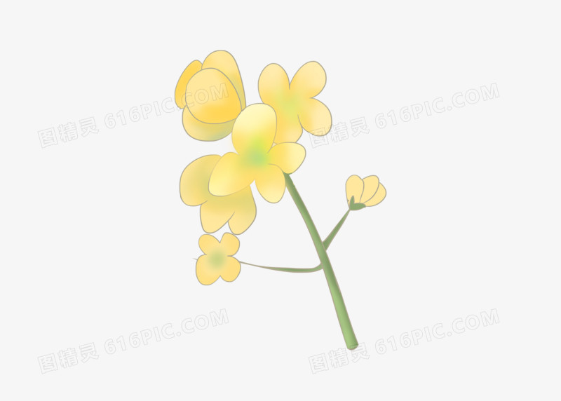花朵黄色元素油菜花