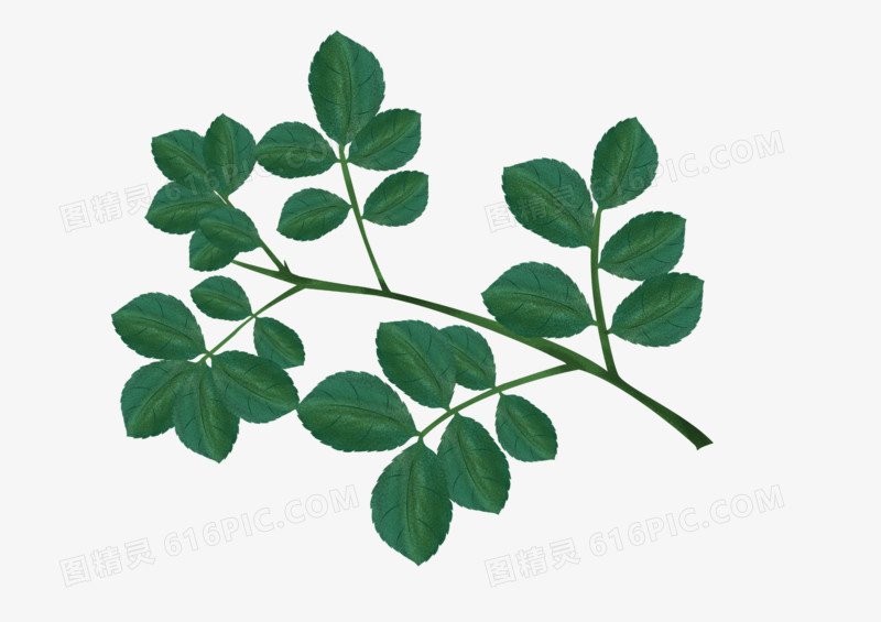 精美绿色水彩植物