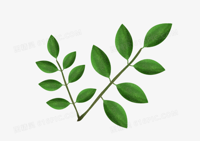 绿色植物小叶子