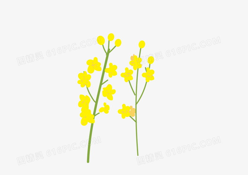 手绘春季小黄花植物