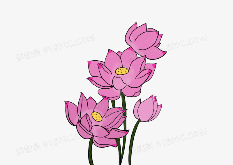 手绘插图花卉荷花