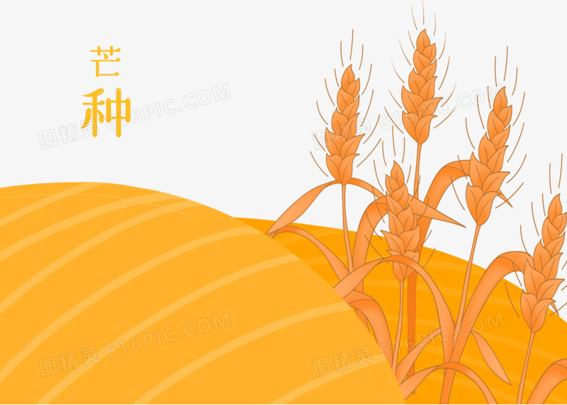 二十四节气芒种金黄麦子插画素材