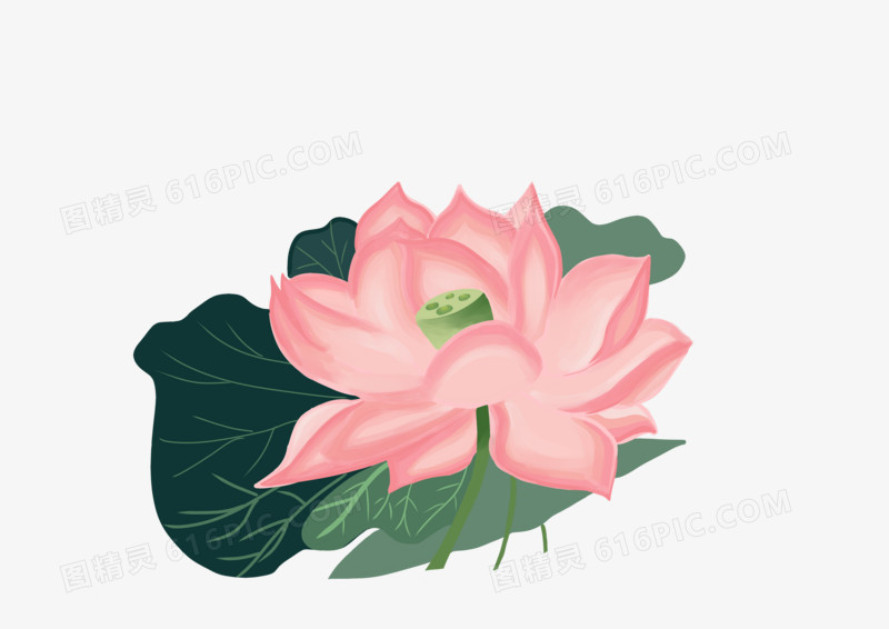 卡通简约花卉植物荷花清新