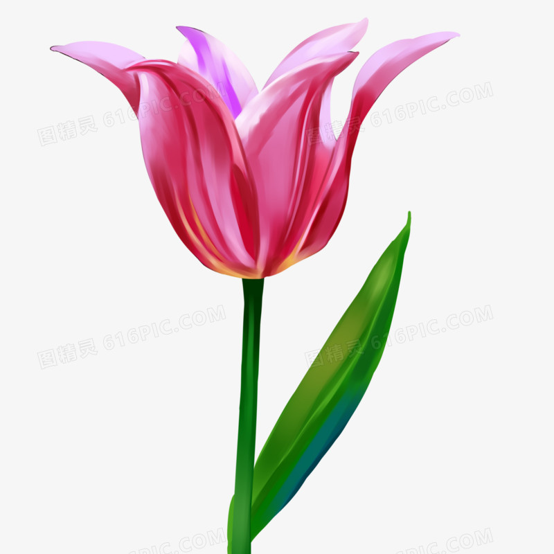 手绘郁金香鲜花元素