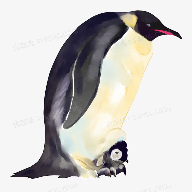 手绘水彩企鹅素材