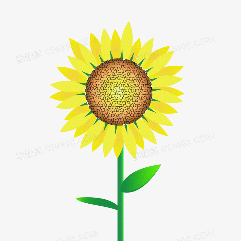 夏日花草黄色向日葵