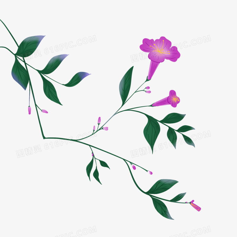 牵牛花免抠元素