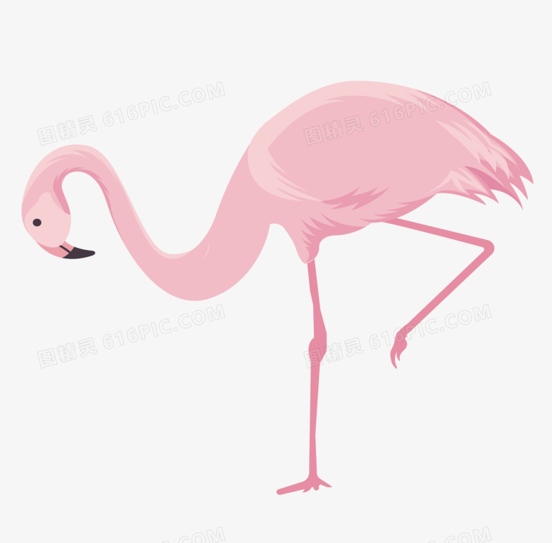 火烈鸟矢量插画素材