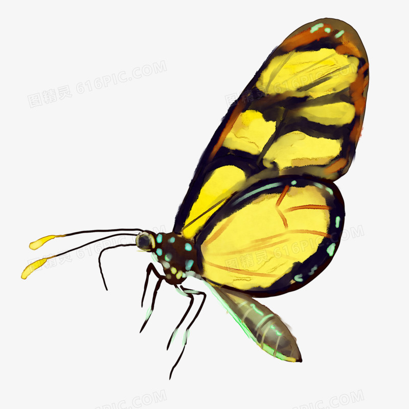 手绘水彩蝴蝶自然素材