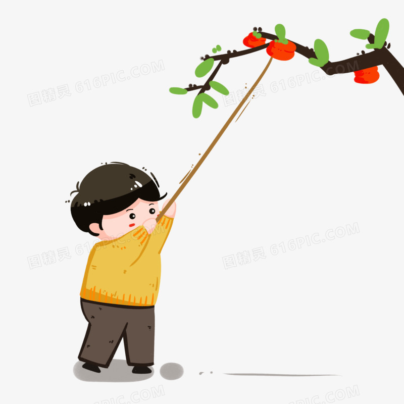 霜降摘柿子的男孩插画