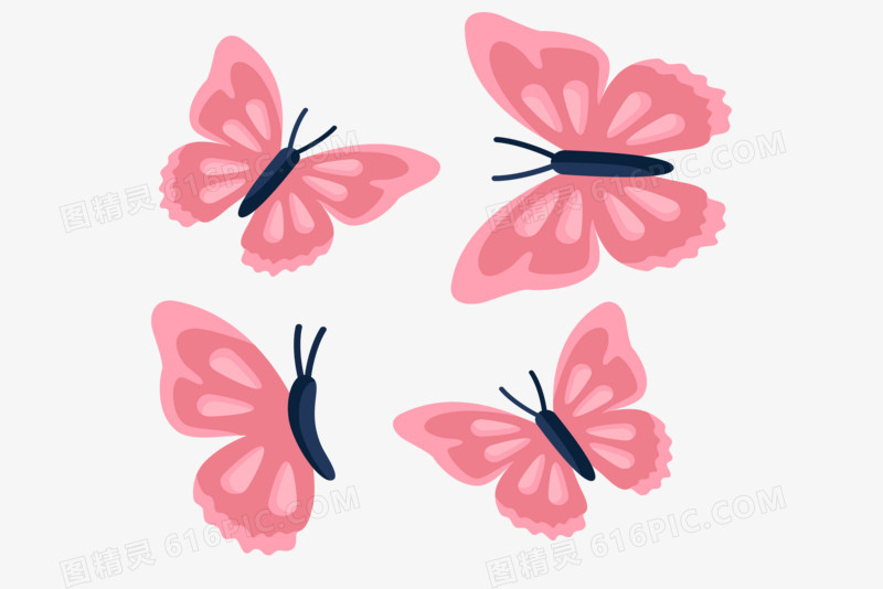 四只粉色的一起玩耍的蝴蝶