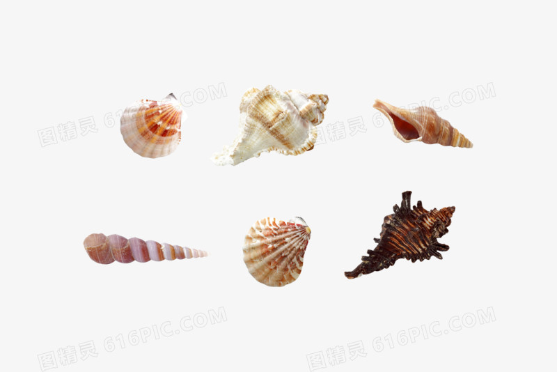 高清海螺图片免抠元素