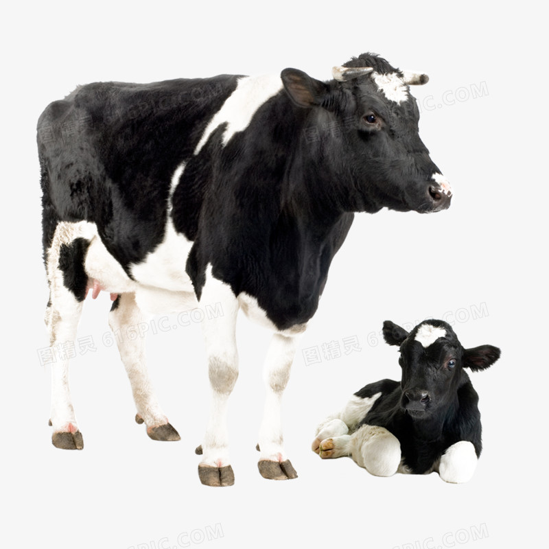 奶牛高清图片素材免抠元素