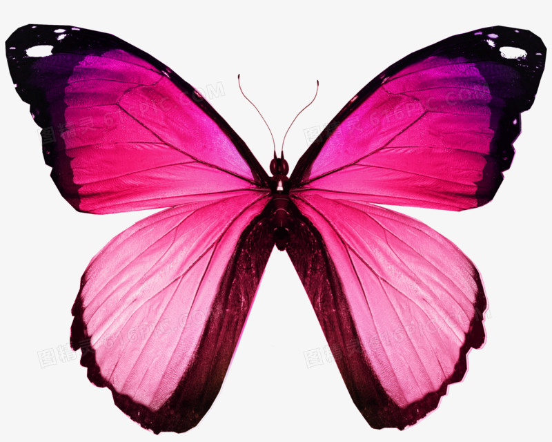 粉色蝴蝶实物高清免抠元素
