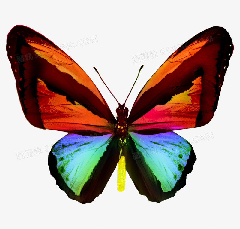 彩色蝴蝶实物高清免抠元素