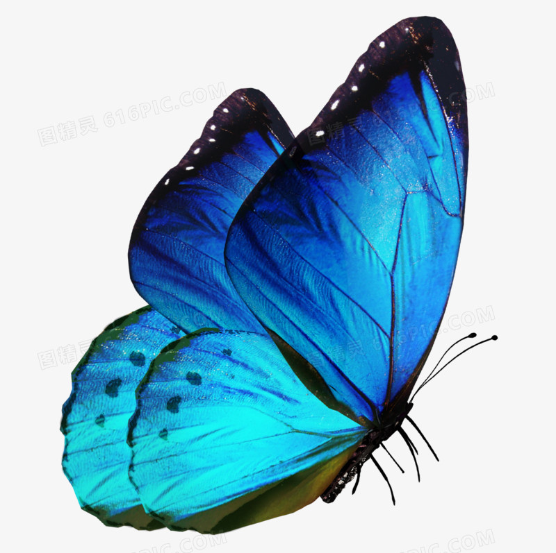 蓝色蝴蝶实物高清免抠元素