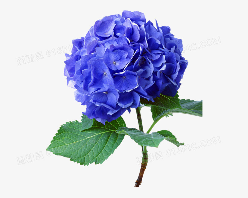 紫色花朵高清免抠元素