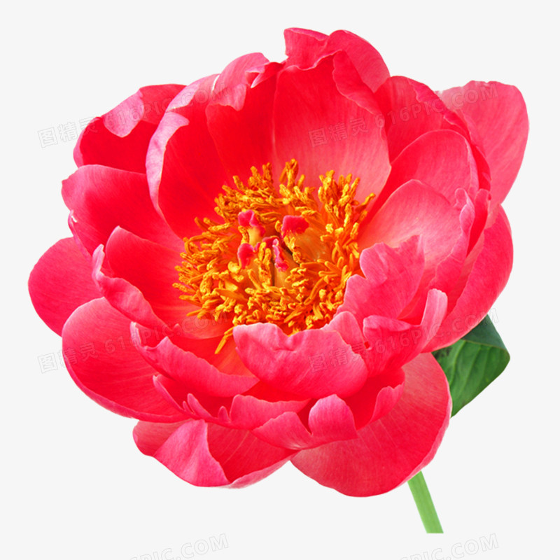玫红色花朵高清免抠元素