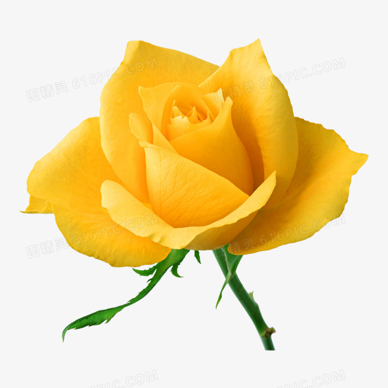 黄色玫瑰花高清免抠元素