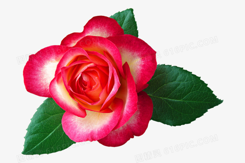 玫瑰花高清免抠元素