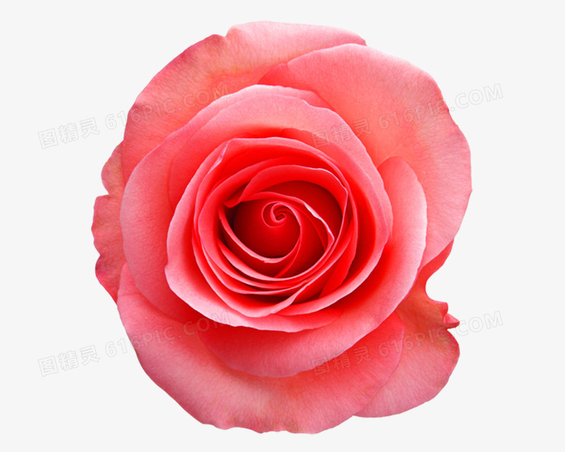 玫瑰花高清免抠元素