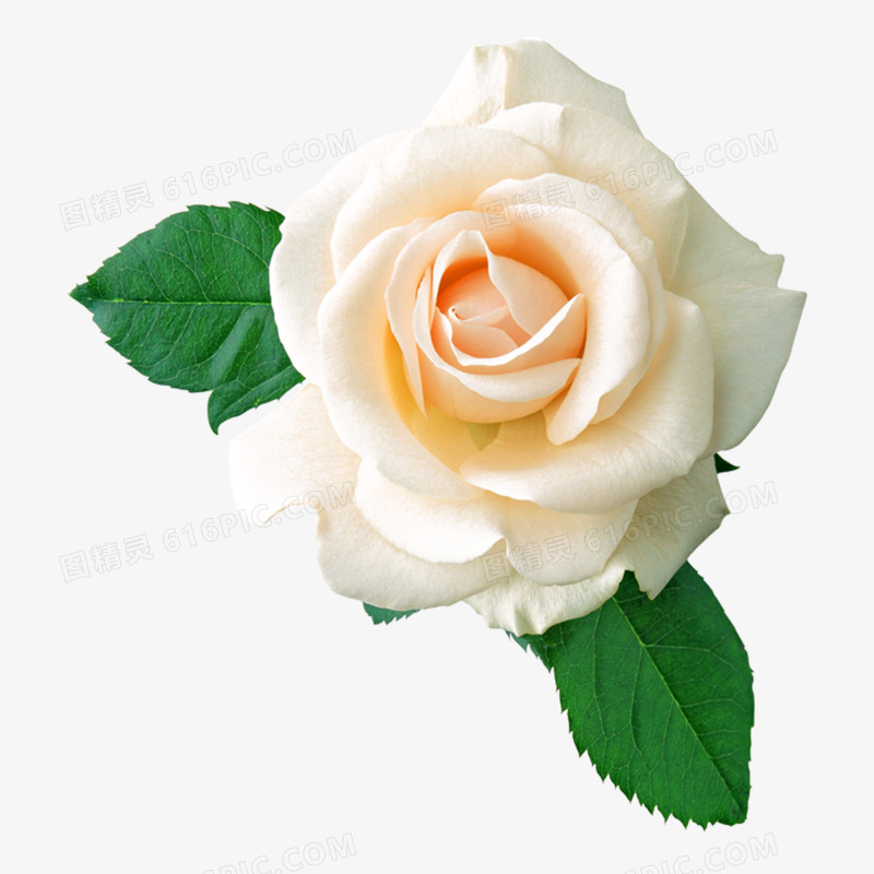 玫瑰花高清免抠元素