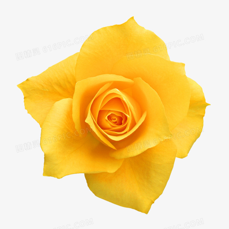 黄色玫瑰花高清免抠元素