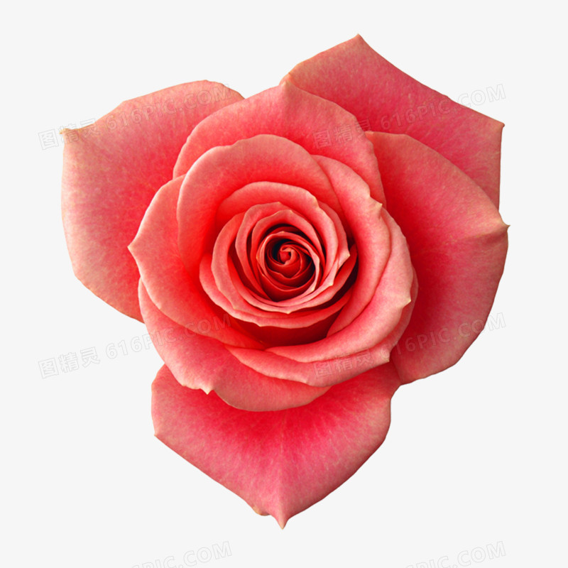 玫瑰花高清免抠元素