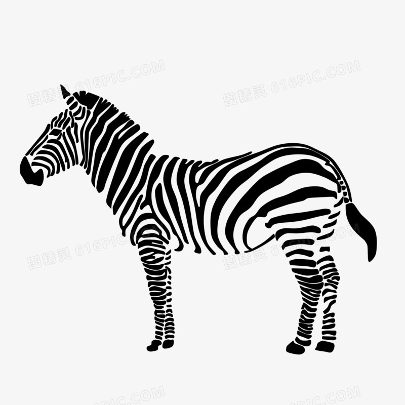 写实手绘野生动物黑白斑马元素