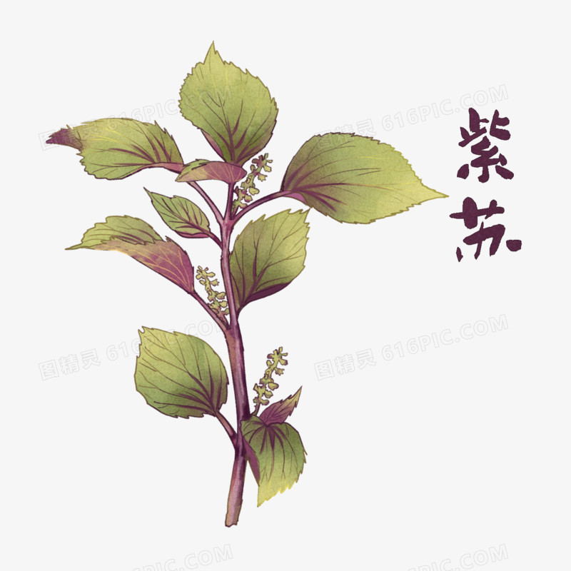 中国中药材植物紫苏元素