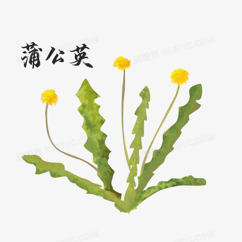 中医药材蒲公英元素 