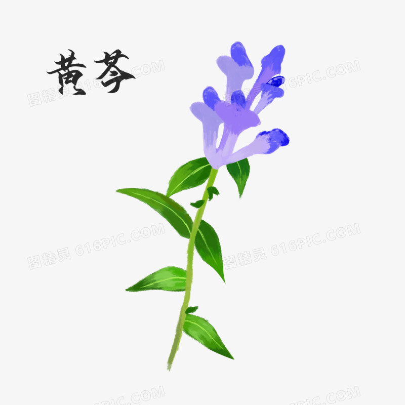 中国中医药材黄芩元素