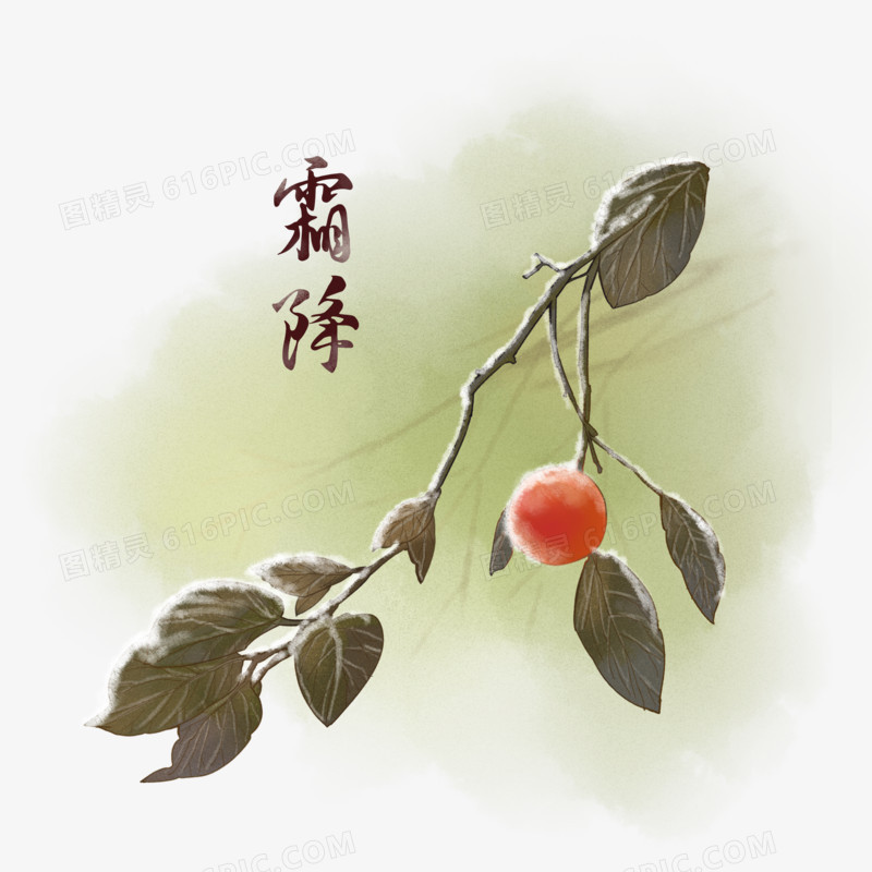 中国二十四节气霜降柿子枯叶元素
