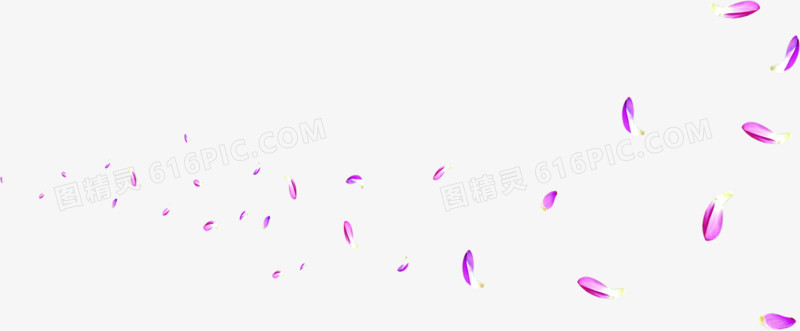 紫色飞舞的花瓣中秋