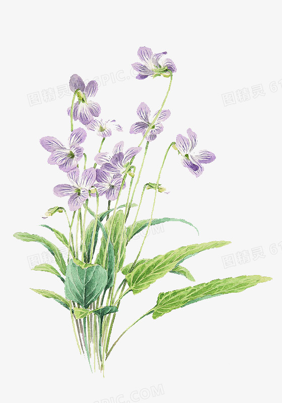 小清新紫色手绘花