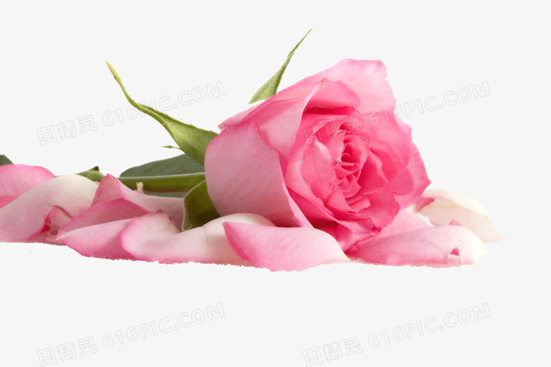 浪漫粉色玫瑰花和玫瑰花瓣
