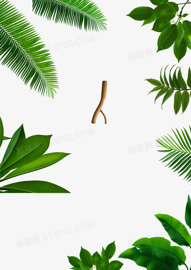 绿叶 植物 PNG