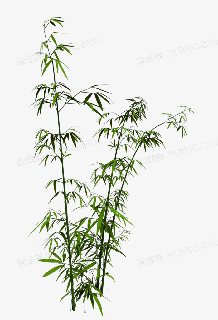 新竹竹叶图案 中国风手绘竹子
