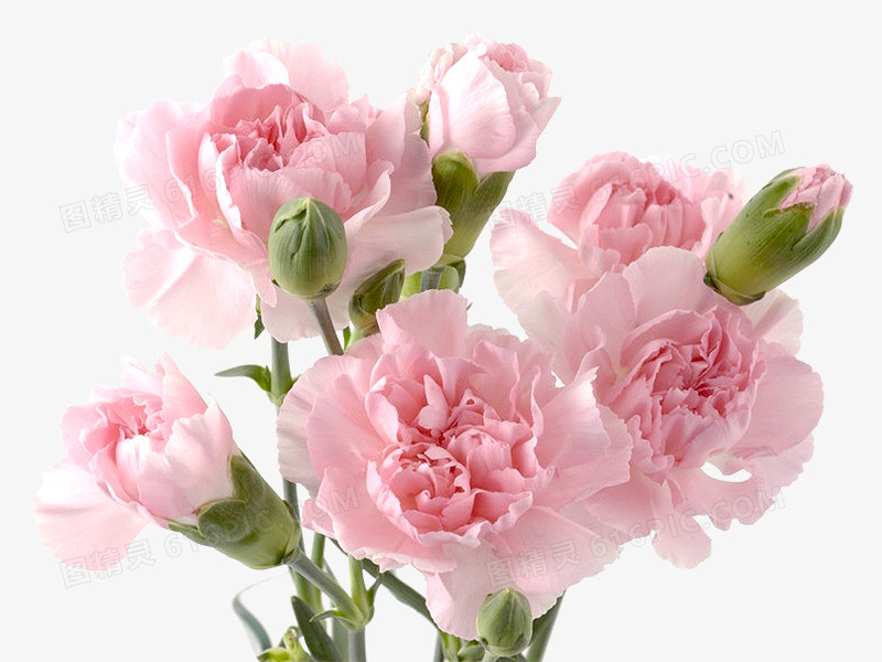 关键词:              花,康乃馨粉色母亲节花束