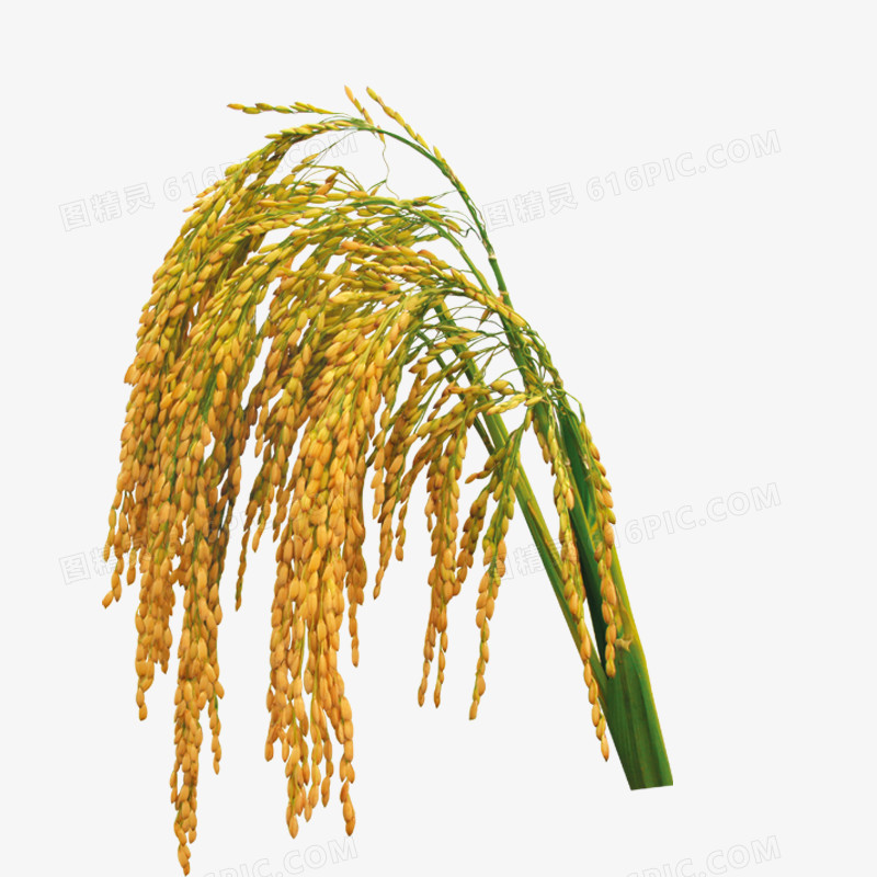 稻谷 稻米 稻穗 大米 禾稻