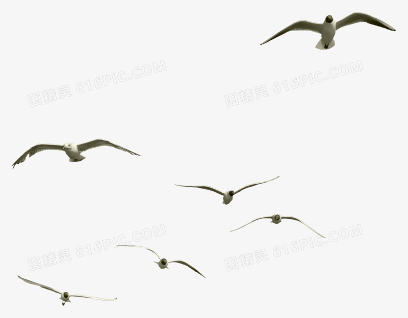 虫鸟素材手绘虫鸟元素  飞翔的大雁