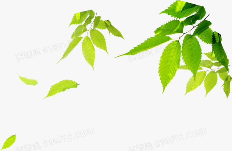 绿色树叶 png素材 清新 透明背景