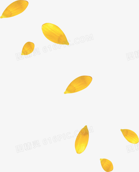 飘零黄色花瓣图片素材