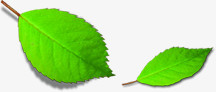 绿色树叶植物图片素材