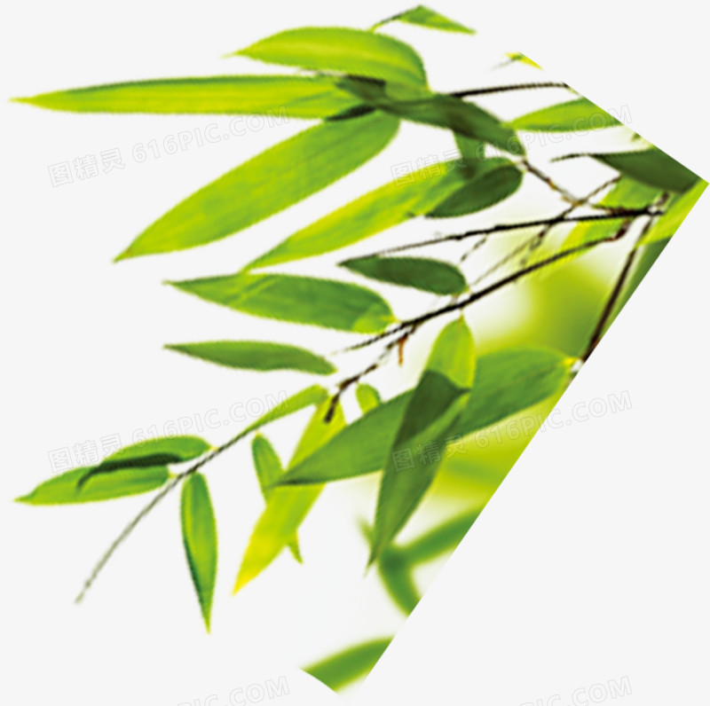 包粽子绿色竹叶