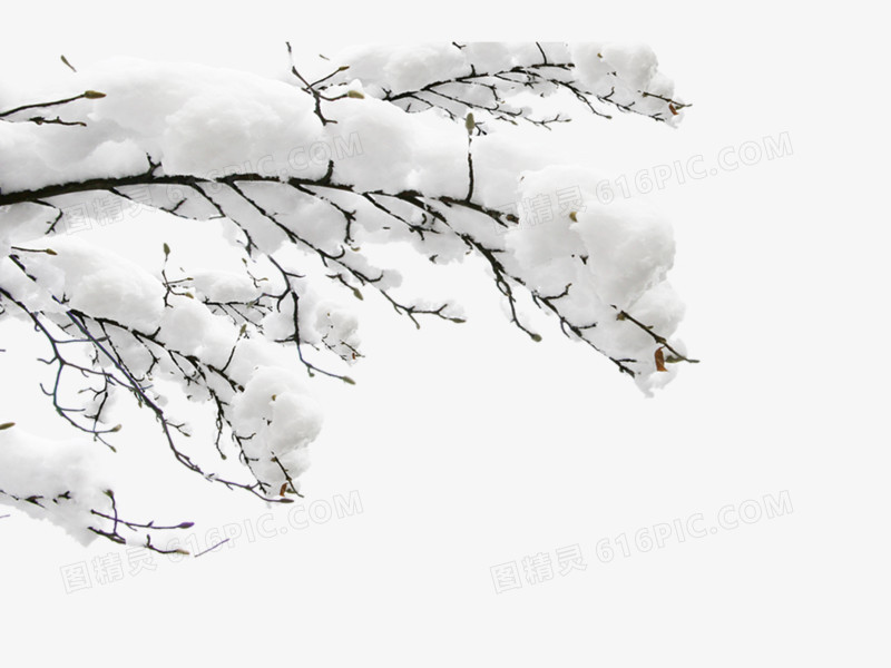 雪中白色树枝