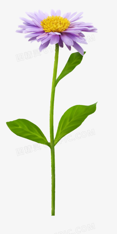 蓝花 黄色花蕊 png素材