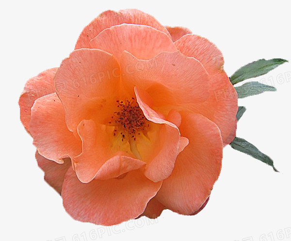 粉红色玫瑰花